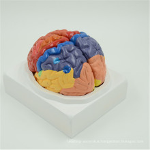 2017 Popular common brain model